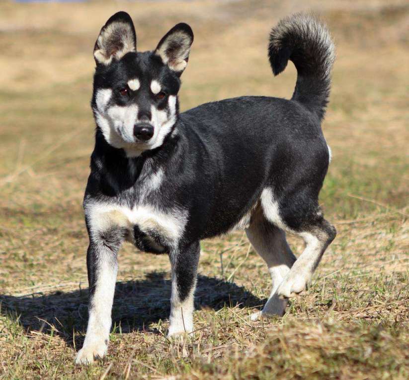 Собаки в Москве: Метис корги и просто потрясающий парень Мальчик, Бесплатно - фото 5