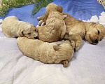 Собаки в Оренбурге: Щенки карликового пуделя Девочка, 35 000 руб. - фото 2