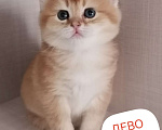 Кошки в Чебоксарах: Шотландский прямоухий котёнок Девочка, 20 000 руб. - фото 1