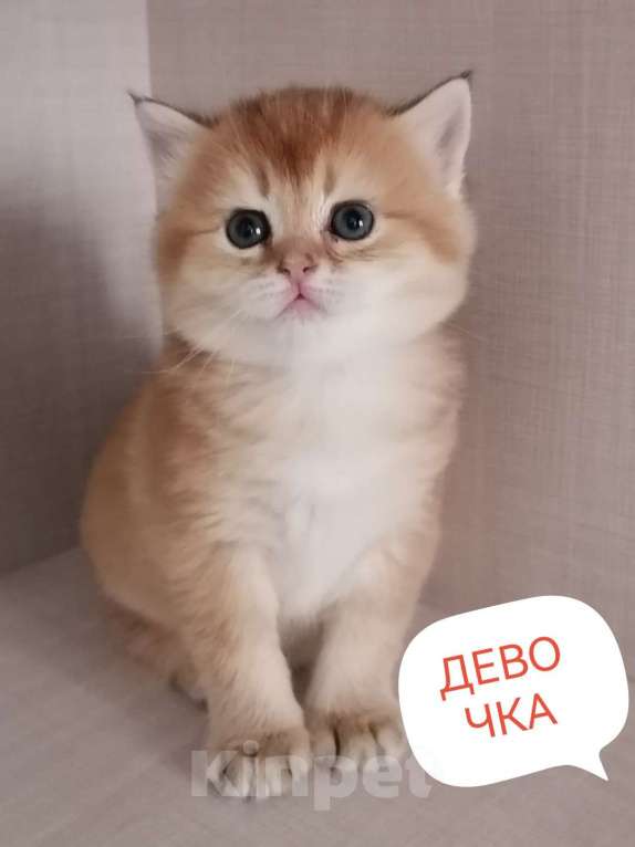 Кошки в Чебоксарах: Шотландский прямоухий котёнок Девочка, 20 000 руб. - фото 1