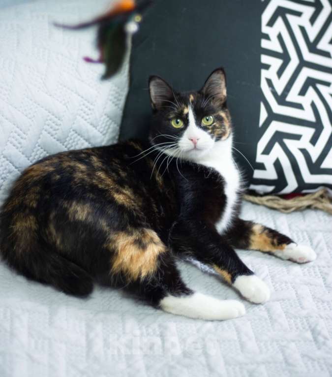 Кошки в других городах Московской области: Кошка Лоя в любящую семью Девочка, Бесплатно - фото 5