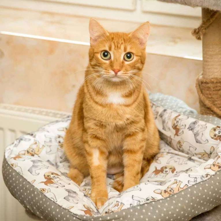 Кошки в Москве: Ласковый рыжий котик Юпитер Мальчик, Бесплатно - фото 3
