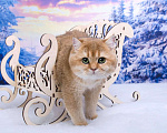 Кошки в Красноярске: Золотая Британская кошка Девочка, 25 000 руб. - фото 4