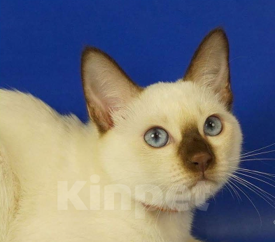 Кошки в Москве: Lika Gamlet Девочка, 60 000 руб. - фото 6