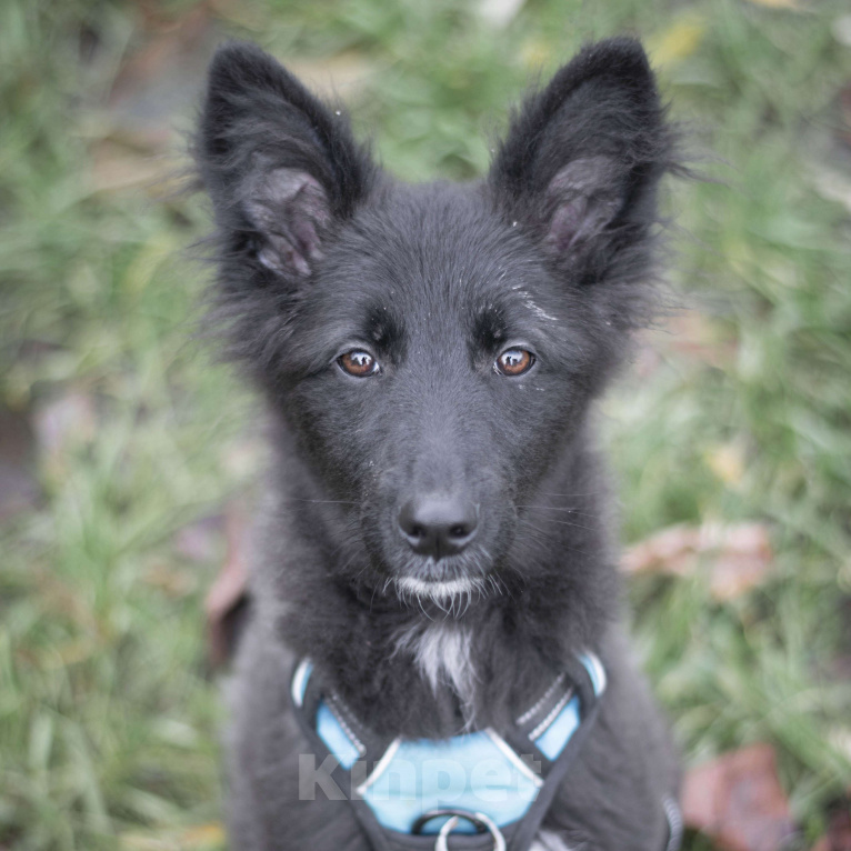 Собаки в Москве: Чили Девочка, Бесплатно - фото 2
