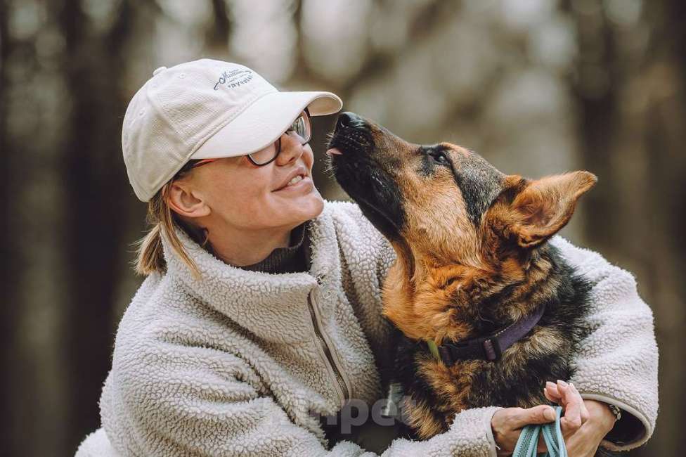 Собаки в Москве: Фьючерс - настоящий медвежонок! В добрые руки Мальчик, Бесплатно - фото 3