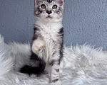 Кошки в Кудрово: Котенок мейн-кун, мальчик , шейдед линия Мальчик, Бесплатно - фото 3