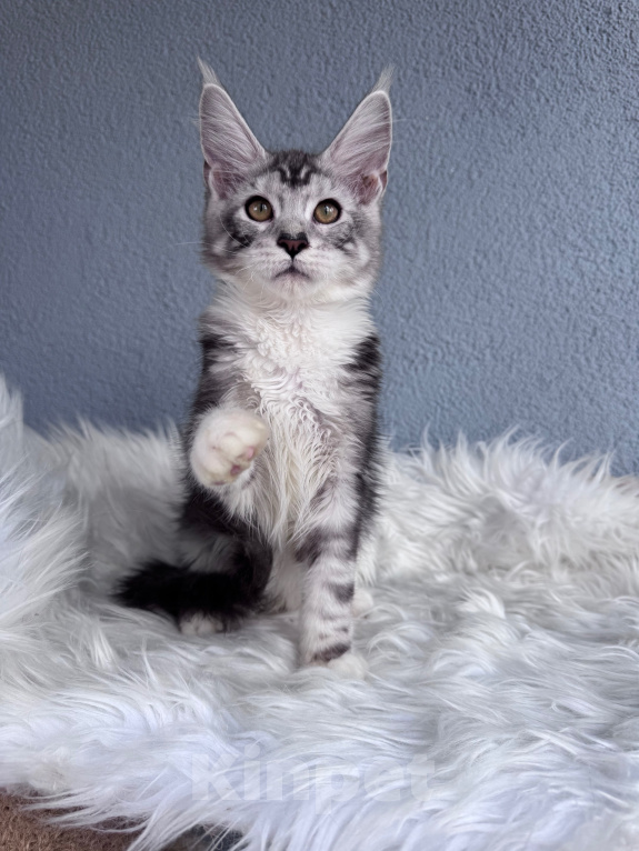 Кошки в Кудрово: Котенок мейн-кун, мальчик , шейдед линия Мальчик, Бесплатно - фото 3