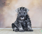 Собаки в Саратове: Цвергшнауцер перец с солью Мальчик, Бесплатно - фото 1