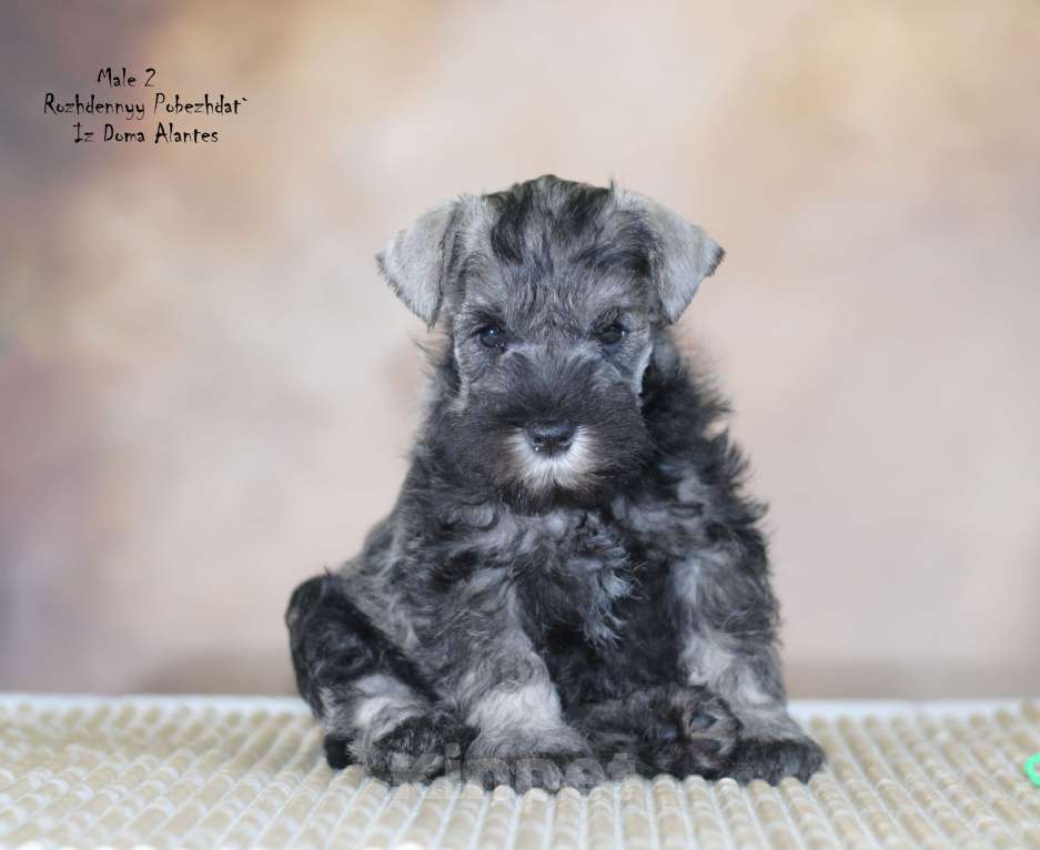 Собаки в Саратове: Цвергшнауцер перец с солью Мальчик, Бесплатно - фото 1
