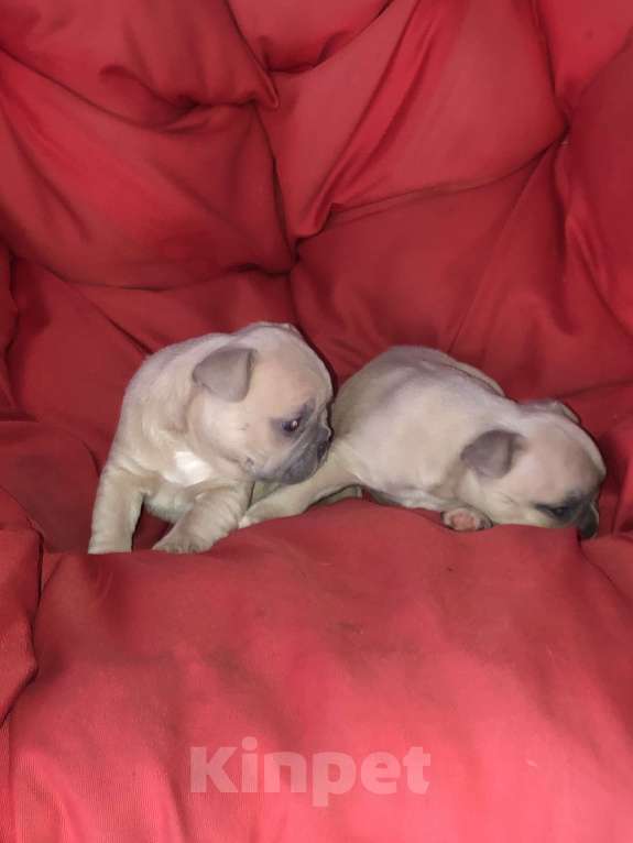 Собаки в других городах Алтайского края: Щенки французского бульдога  Мальчик, 40 000 руб. - фото 2