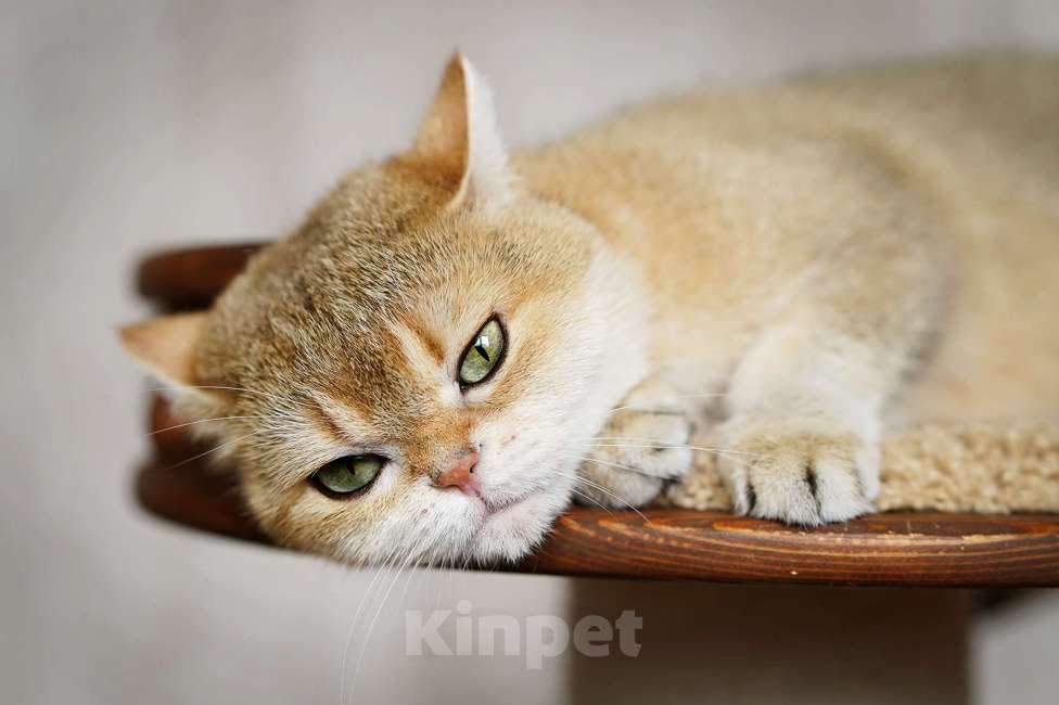 Кошки в Нижнем Новгороде: Шотландская золотая Кошка Девочка, 5 000 руб. - фото 2