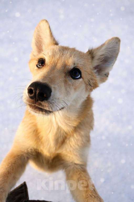 Собаки в Наро-Фоминске: Юша якутенок Девочка, Бесплатно - фото 2