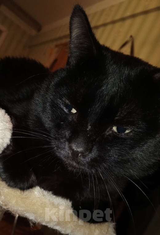 Кошки в Ангарске: В добрые руки Мальчик, Бесплатно - фото 2