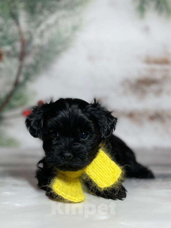 Собаки в Москве: Черный йорк Мальчик, 66 000 руб. - фото 2