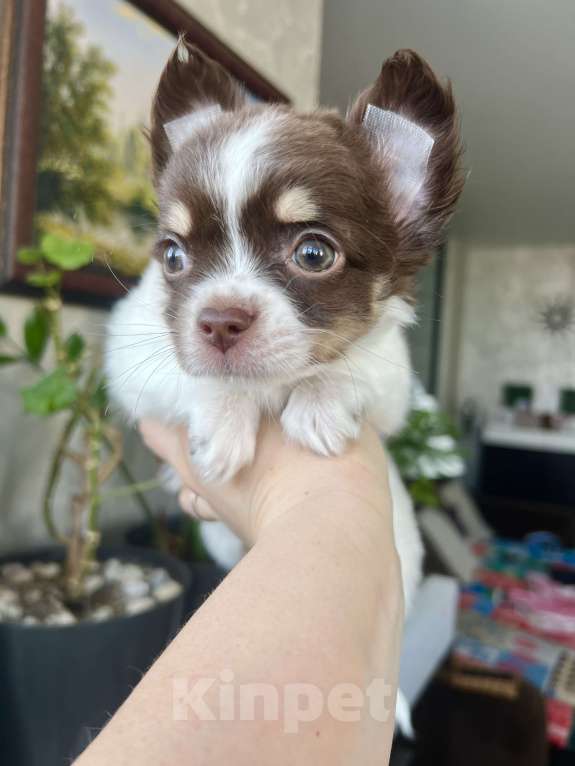 Собаки в Коломне: Буба Мальчик, 50 000 руб. - фото 2