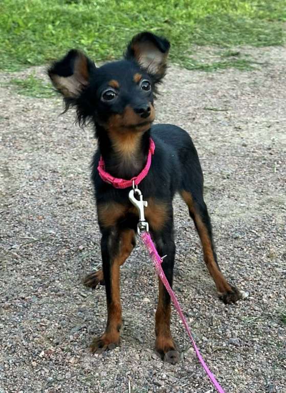 Собаки в Санкт-Петербурге: Пражский крысарик щенки Девочка, Бесплатно - фото 5