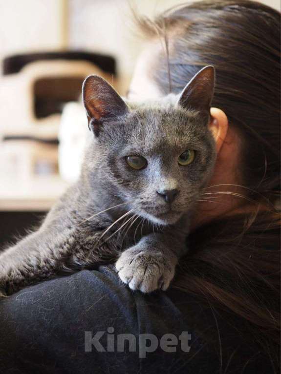 Кошки в Москве: Гоша ищет дом Мальчик, Бесплатно - фото 2