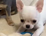 Собаки в Москве: Чихуахуа мальчик Мальчик, 45 000 руб. - фото 1