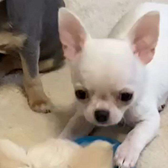 Чихуахуа мальчик