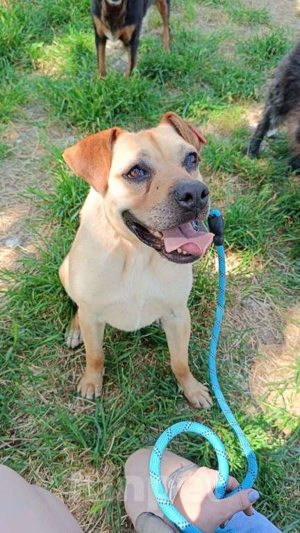 Собаки в других городах Краснодарского края: Метис лабрадора и стаффа в дар с доставкой Мальчик, Бесплатно - фото 3