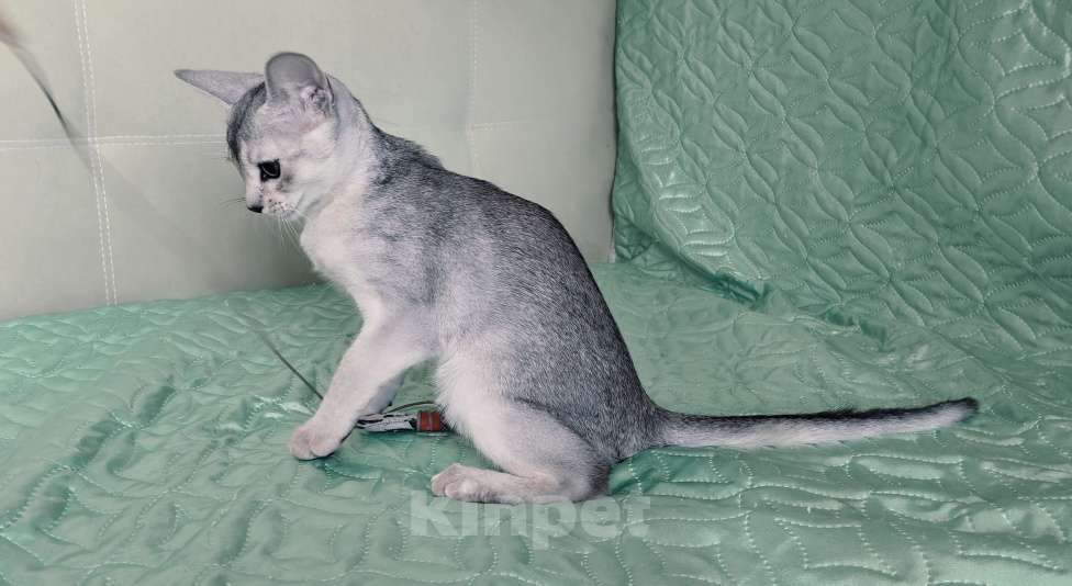Кошки в Тюмени: Красивый котенок аби серебро Мальчик, 55 000 руб. - фото 2