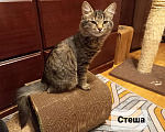 Кошки в Москве: Котёнок Стеша ищет семью Девочка, Бесплатно - фото 2