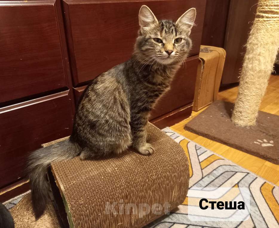 Кошки в Москве: Котёнок Стеша ищет семью Девочка, Бесплатно - фото 2