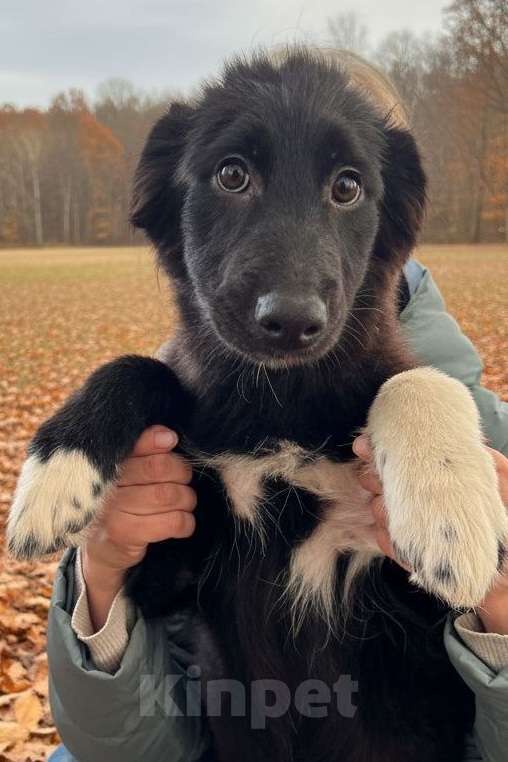 Собаки в Москве: Отдам щенка в добрые руки Девочка, Бесплатно - фото 4
