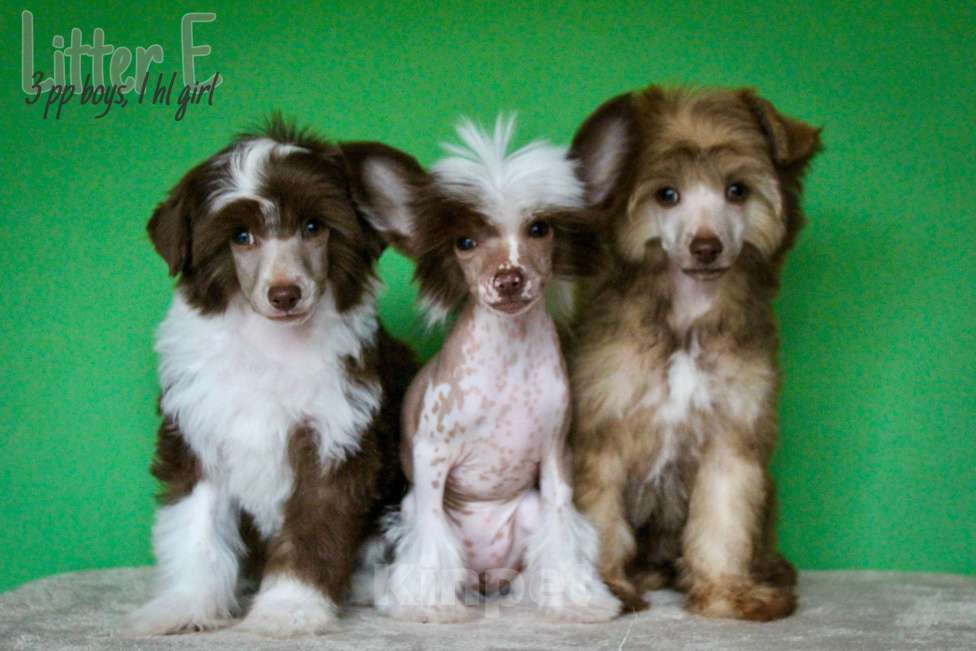 Собаки в Керчи: Пуховый мальчик Мальчик, 35 000 руб. - фото 3