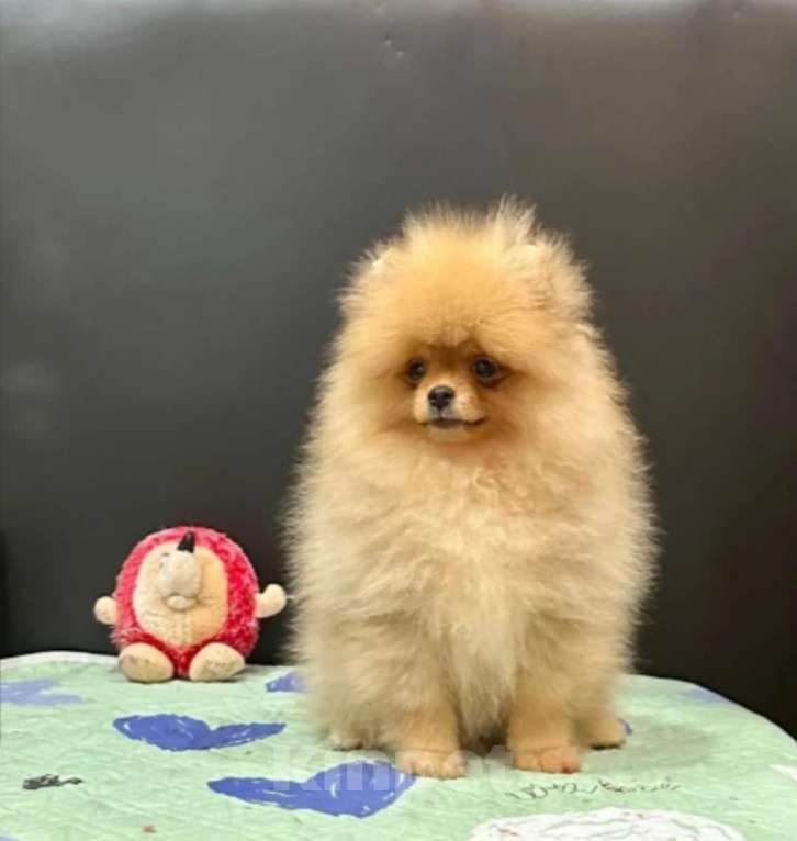Собаки в Москве: Щенок девочка Померанский шпиц Девочка, 28 000 руб. - фото 2