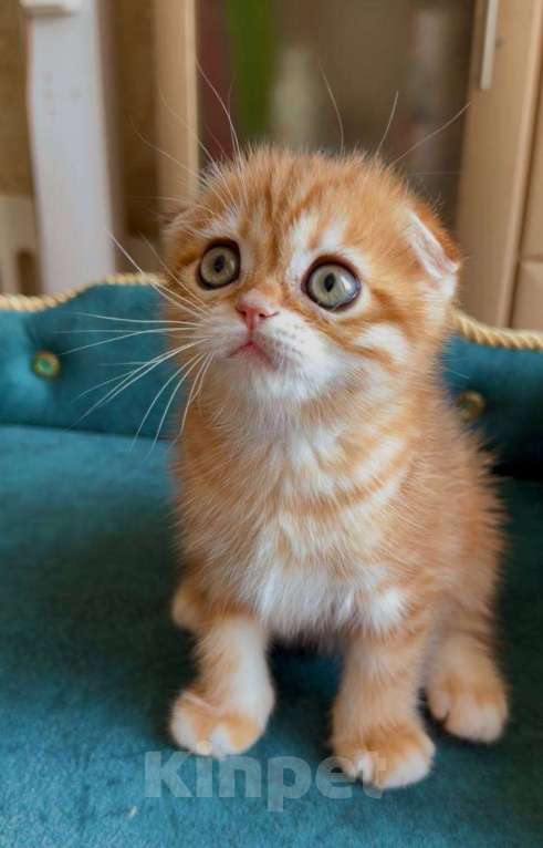 Кошки в Москве: Каспер Мальчик, 80 000 руб. - фото 5