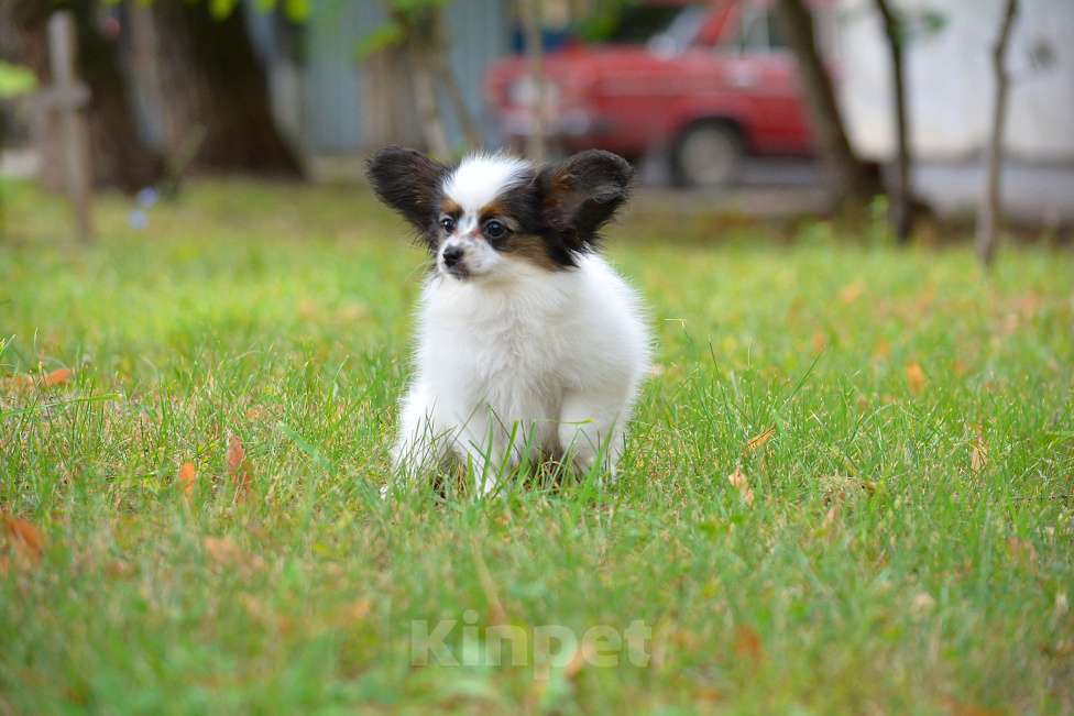 Собаки в Самаре: Продам щенка  папильона Мальчик, Бесплатно - фото 3