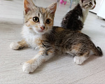 Кошки в Краснодаре: Отдам котят в добрые руки Девочка, Бесплатно - фото 5