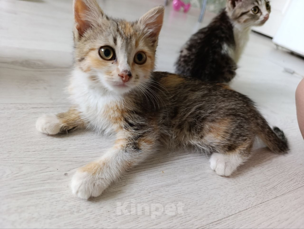 Кошки в Краснодаре: Отдам котят в добрые руки Девочка, Бесплатно - фото 5