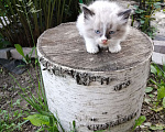 Кошки в Химках: Котята крысоловы Разнополые, Бесплатно - фото 5