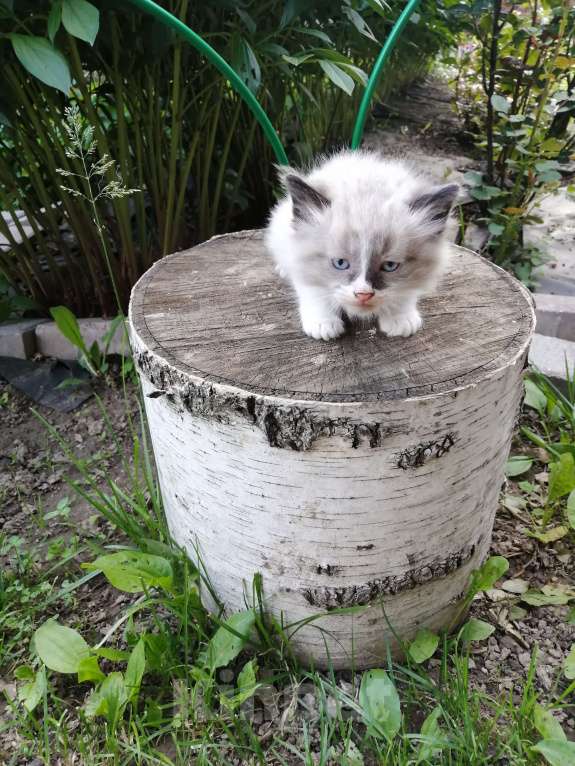 Кошки в Химках: Котята крысоловы Разнополые, Бесплатно - фото 5