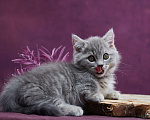Кошки в Барнауле: Котик Юрий💟 Мальчик, Бесплатно - фото 8
