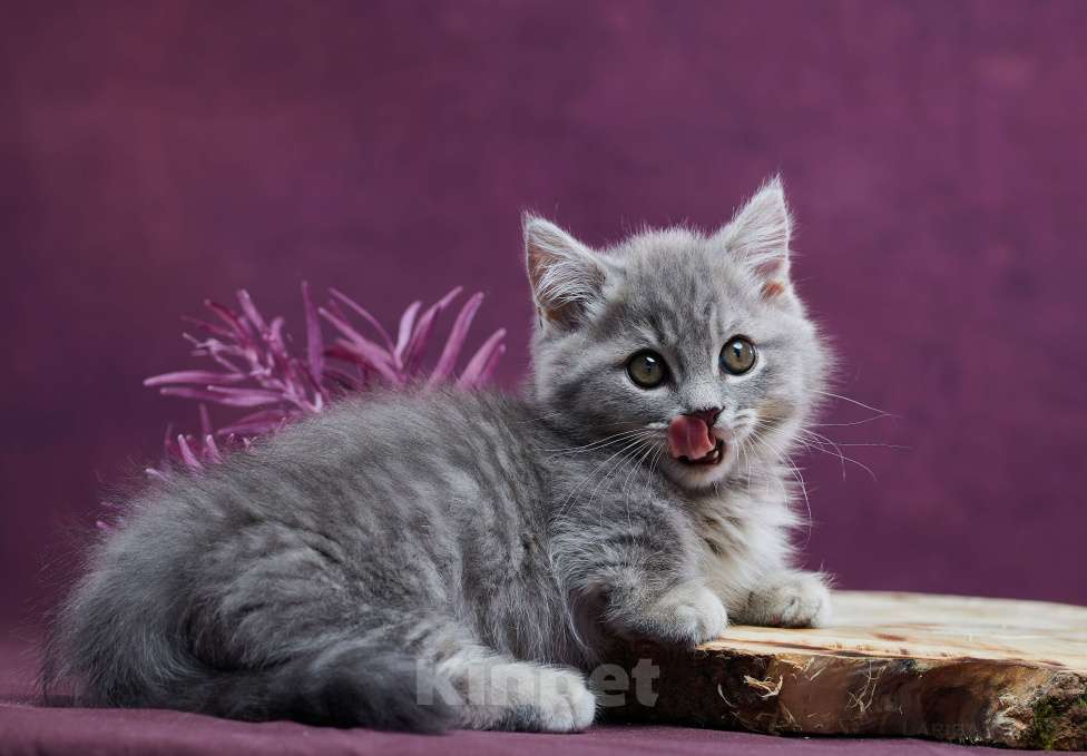 Кошки в Барнауле: Котик Юрий💟 Мальчик, Бесплатно - фото 8