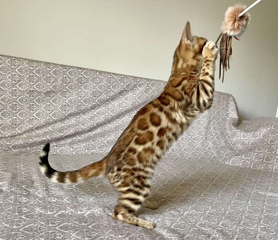 Кошки в Москве: котята тойгера из питомника  Девочка, Бесплатно - фото 2