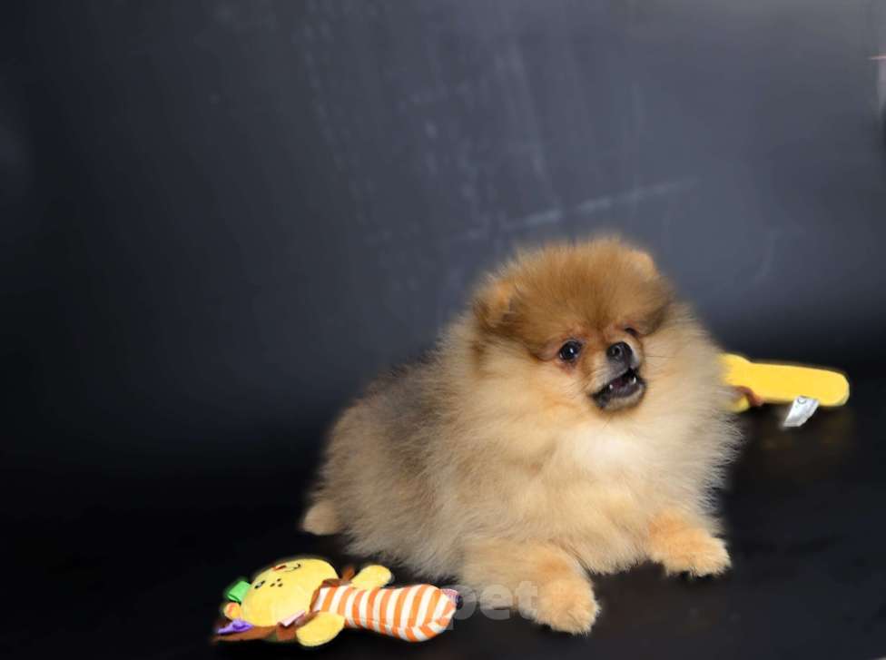 Собаки в Костроме: Щенки немецкого шпица Девочка, 23 000 руб. - фото 5