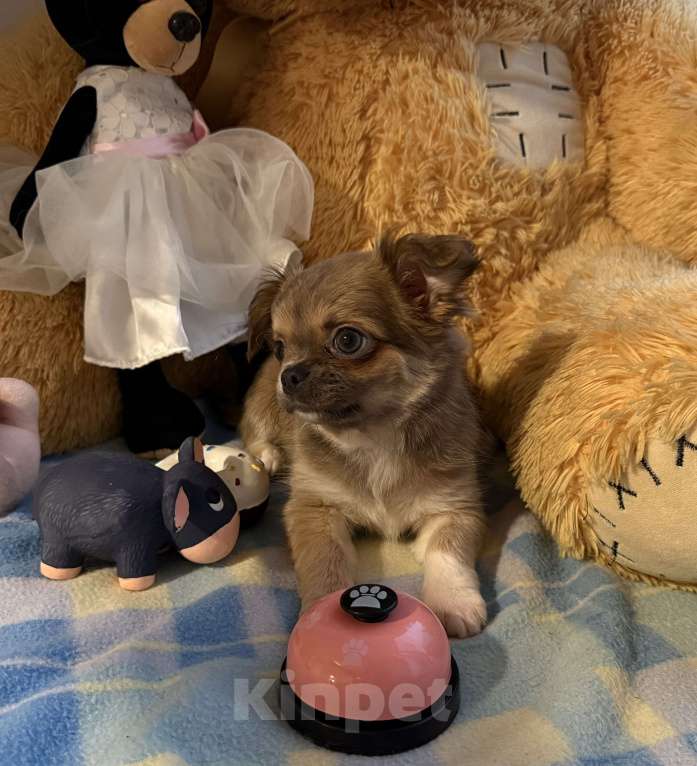 Собаки в Томске: Щенок чихуахуа девочка д/ш одна лапка белая Девочка, 35 000 руб. - фото 4