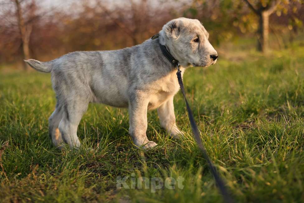 Собаки в Краснодаре: Щенки алабая Мальчик, 50 000 руб. - фото 7
