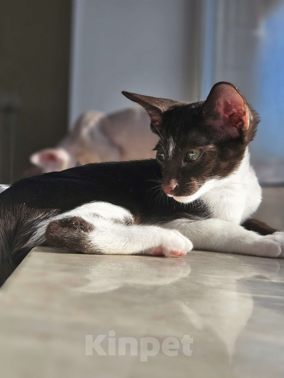 Кошки в Перми: Котенок Петерболд Девочка, 25 000 руб. - фото 1