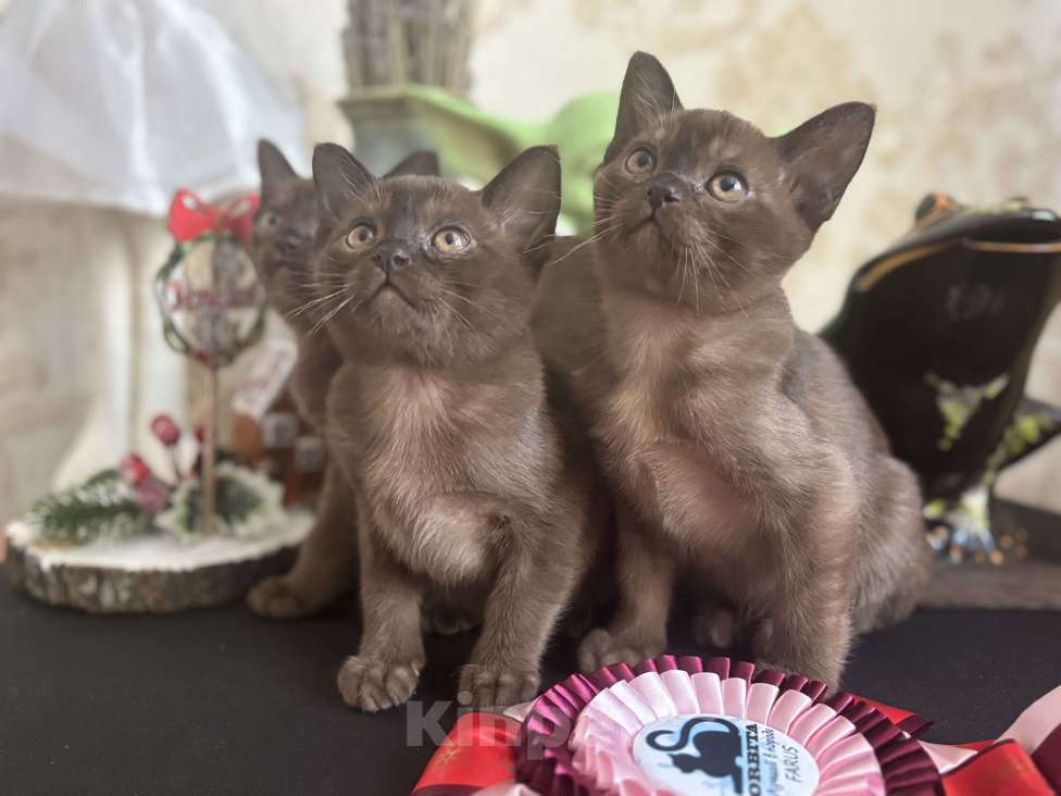 Кошки в Москве: Бурманская кошка соболиного окраса Девочка, 120 000 руб. - фото 6