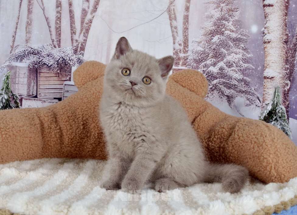 Кошки в Санкт-Петербурге: Британская кошечка лилового окраса Девочка, 50 000 руб. - фото 1