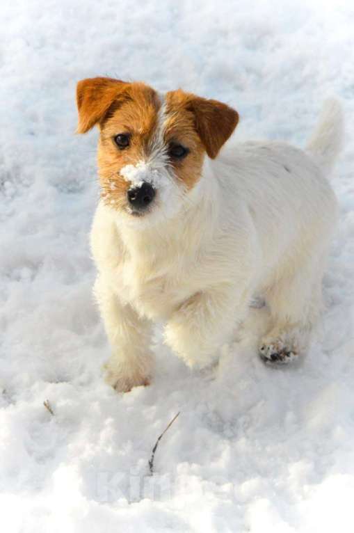 Собаки в Москве: Миниатюрная девочка Джек Рассел терьера  Девочка, 45 000 руб. - фото 4