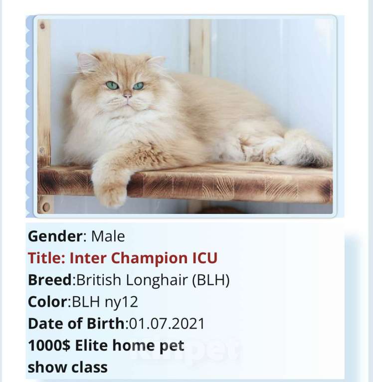 Кошки в Новосибирске: Yandex ny12 Мальчик, 90 000 руб. - фото 4