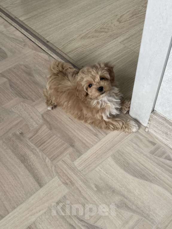 Собаки в Самаре: Мальтипу Боня и сестренки Девочка, 130 000 руб. - фото 3