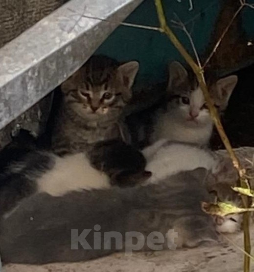 Кошки в Москве: Спасите, возьмите котёнка Мальчик, Бесплатно - фото 6